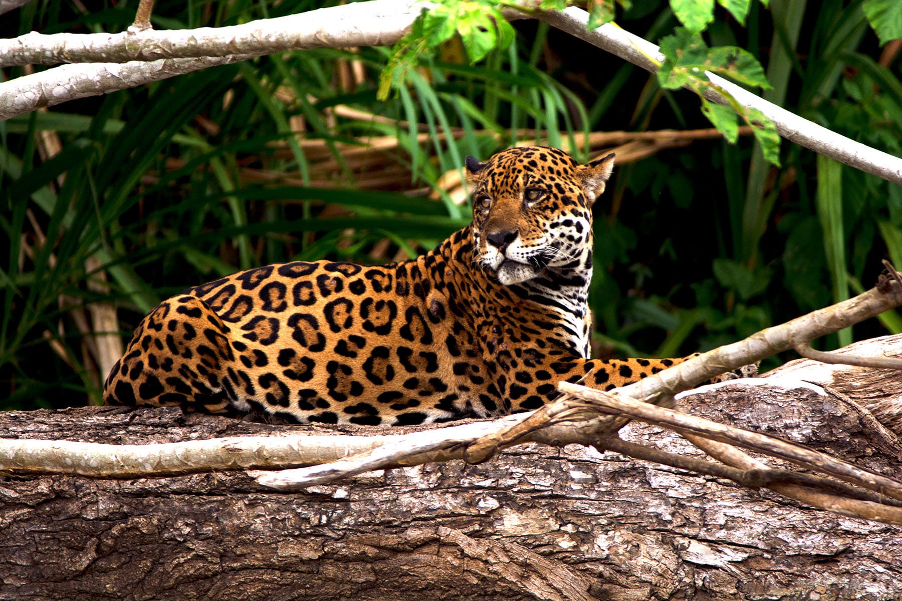 MANU-NATIONALPARK